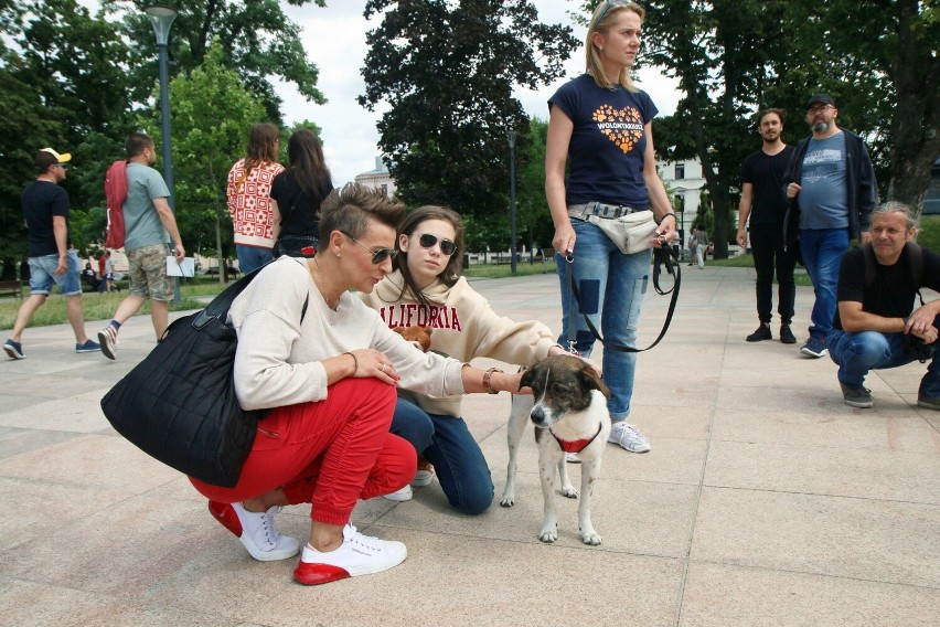 "Wybierz właśnie mnie!". Wydarzenie promujące odpowiedzialną adopcję zwierząt odbyło się na placu Litewskim w Lublinie