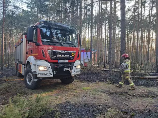 Pod Gorodczynem w gm. Narew, ogień strawił 3,5 hektara lasu
