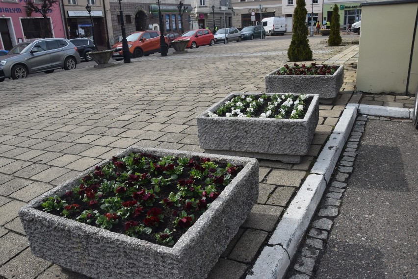 Wiosna zawitała do Kościana. Rynek i ulicę Wrocławską zdobią bratki