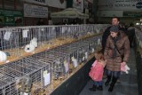 Tysiąc królików na wystawie w Wieluniu[Program]