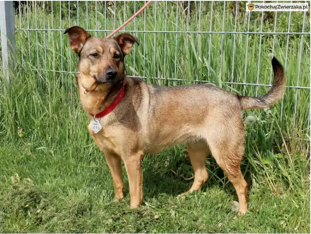 Luna to mała, 5-cioletnia suczka. Trafiła do schroniska, ponieważ okazało się, że dziecko jej właścicieli jest uczulone na sierść. Luna to łagodny i przyjaźnie nastawiony zwierzak, nadaje się do rodziny z dziećmi. Grzecznie chodzi na smyczy, lubi spacery, jest bardzo ułożona i nie sprawia problemów. Szuka spokojnego domu. 

Luna przebywa w schronisku we Wrocławiu. Kontakt w sprawie adopcji: 71 362 56 74.