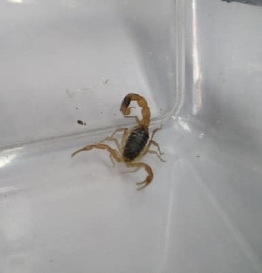 Skorpion w sklepie odzieżowym w Toruniu! [zdjęcia]