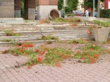 Wandale zdewastowali plac przy USC w Kraśniku ZDJĘCIA