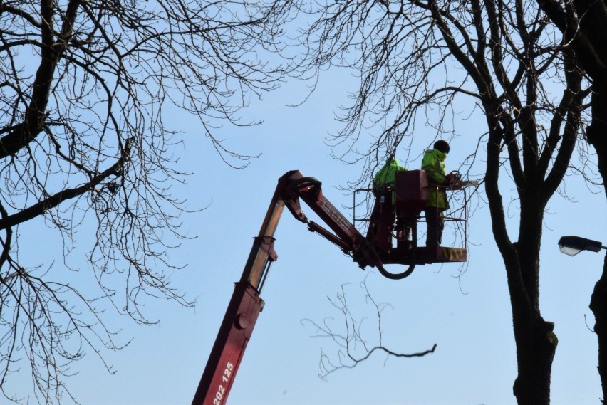 Trwa wycinka 35 drzew zlokalizowanych przy ulicy Słonecznej...