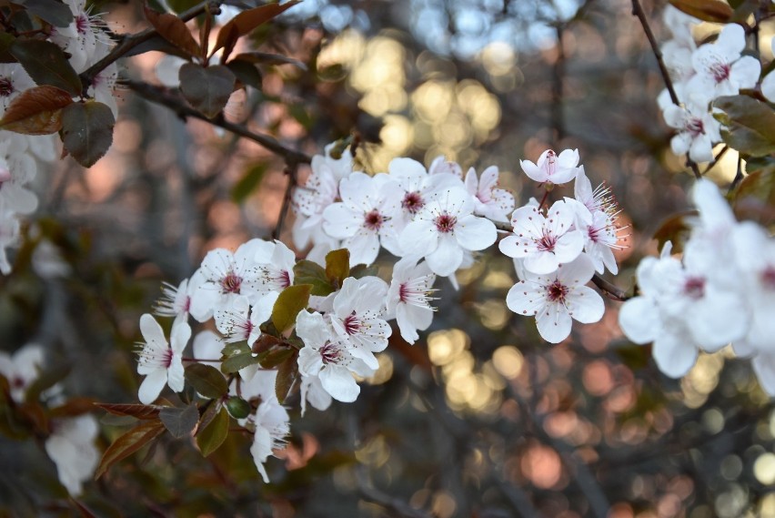 Wiosna w Opolu. Kwiaty na drzewach przy ul. Strzelców...
