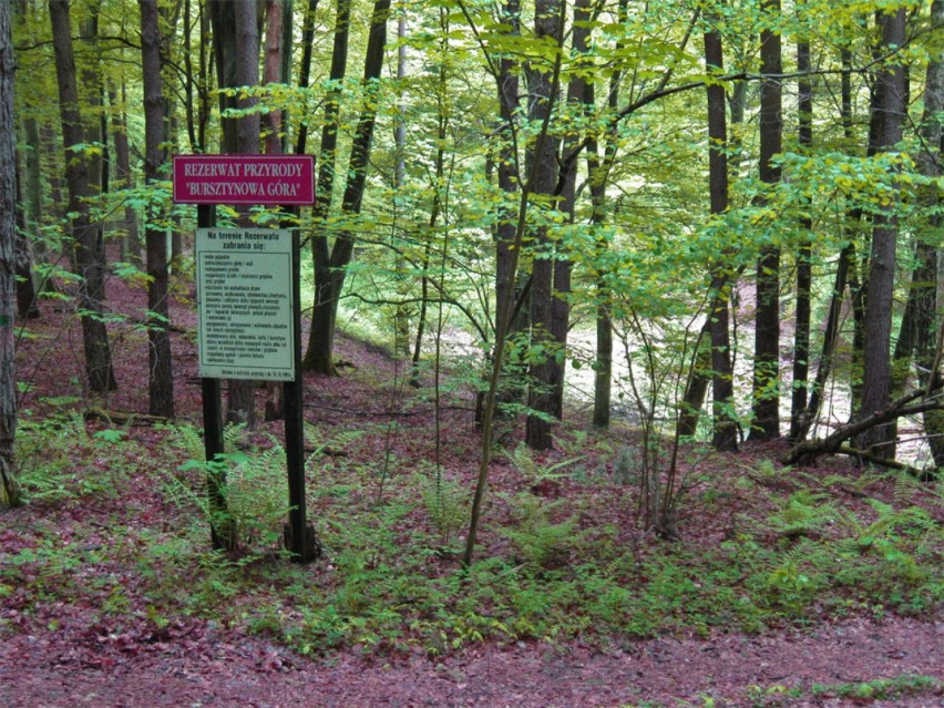 Rezerwat przyrody Bursztynowa Góra w Bąkowie, gm. Kolbudy