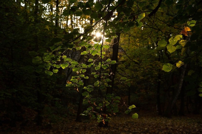 Park Bednarskiego na krakowskim Starym Podgórzu