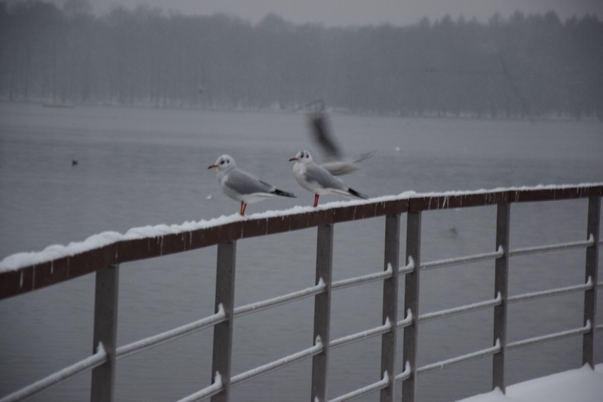 Zima w Szczecinku przyszła niespodzianie. Miasto na biało [zdjęcia]