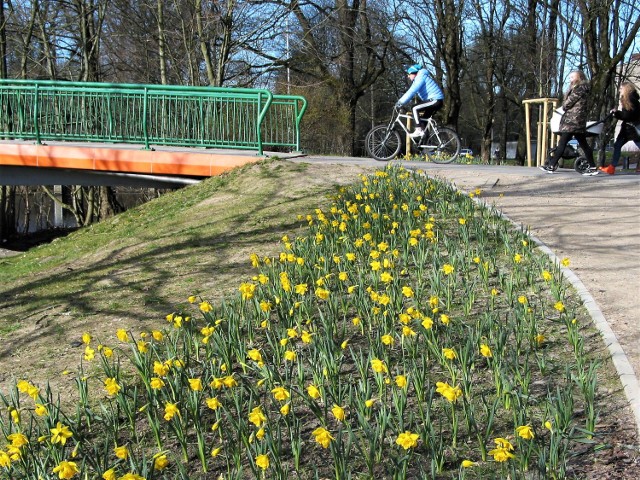 Kobierzec kwitnących żonkili przy trasach pieszo – rowerowych w Parku Kultury i Wypoczynku nad Słupią