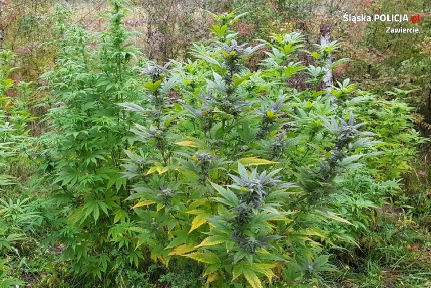 Ogrodzieniec: Zlikwidowano plantację marihuany
