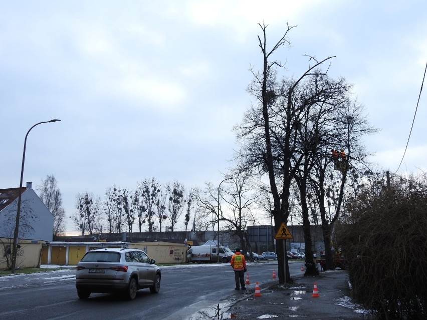 Centrum przesiadkowe Opole Zachodnie. Wycinka drzew przy ul....