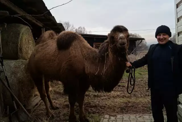 Wielbłądy z Małobądza