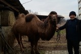 Odwiedziliśmy wielbłądy z Małobądza
