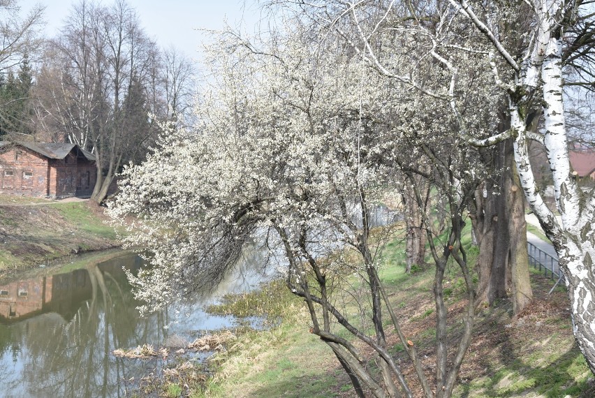 Pierwsze oznaki wiosny w Kaliszu. Lada dzień wszystko się zazieleni! ZDJĘCIA