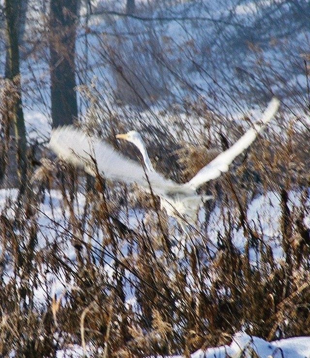 Widok czapli białej w zimie w okolicach Lwówka Śląskiego to wielka rzadkość