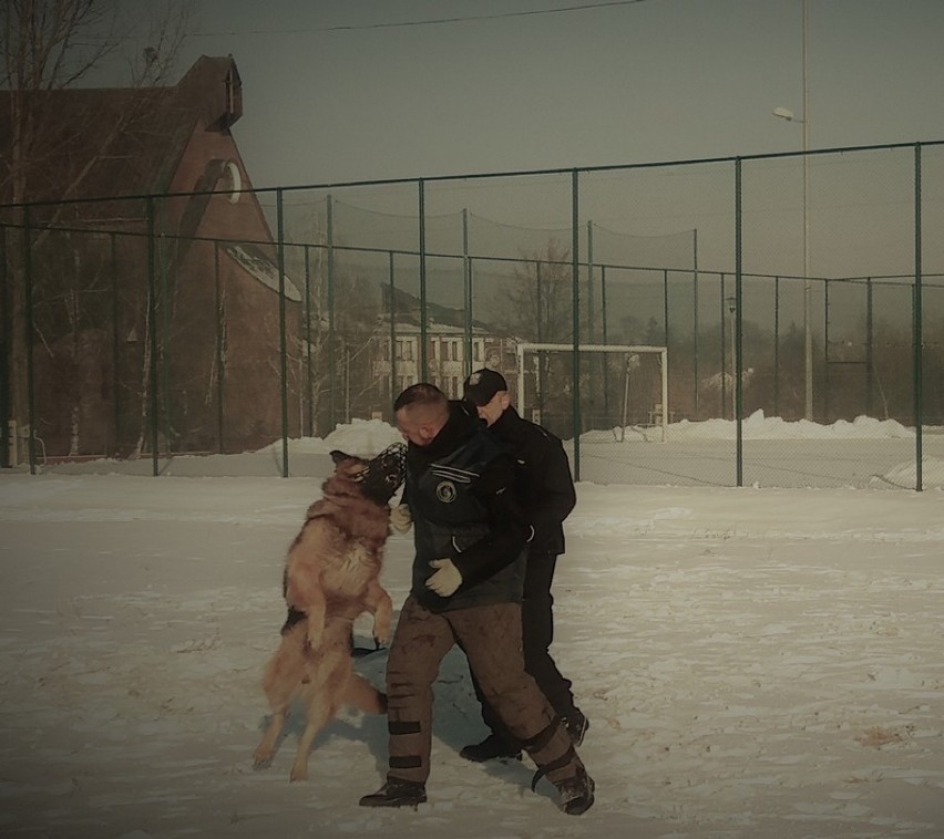 Tak szkolili się przewodnicy psów służbowych policji garnizonu podlaskiego [ZDJĘCIA]