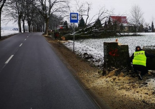 Drzewa przy drodze podcięte piłą w powiecie kościerskim i kartuskim