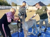 Postrzyżyny w alpakowej zagrodzie we Włoszkowicach 