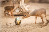 Pisanki XXL od wrocławskiego zoo. Licytuj i wspieraj zwierzęta w Ukrainie [ZDJĘCIA]