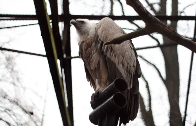 W internecie można podglądać sępy i tygrysy z łódzkiego zoo