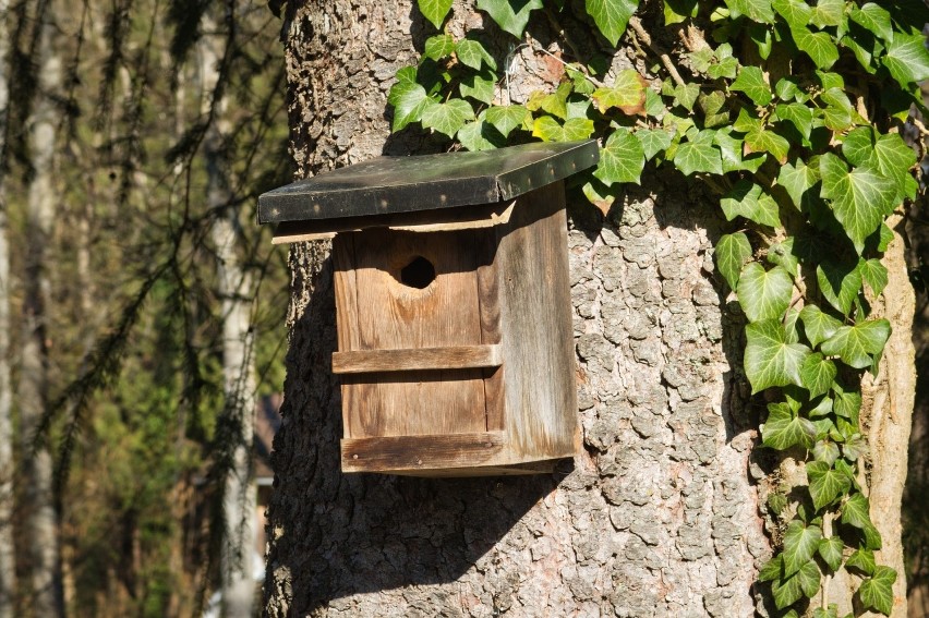 Osadzeni będą wykonywać drewniane budki lęgowe dla ptaków