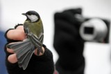 Zimowe obrączkowanie ptaków w Gdyni