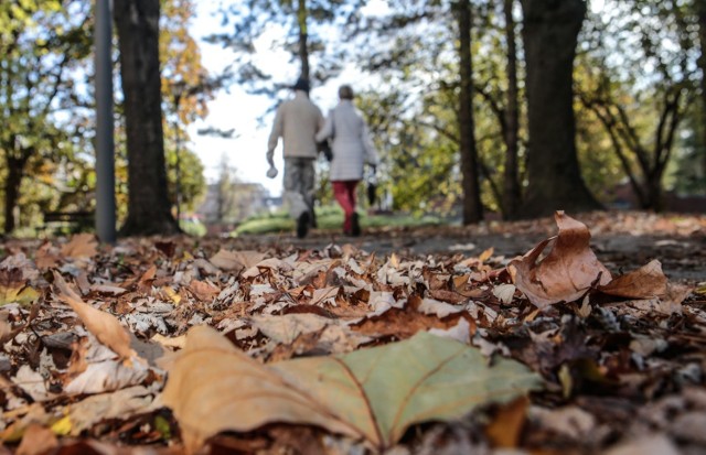 Liście nie przeszkadzają w jesiennych spacerach