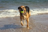 Czy w Sopocie psy będą mogły wchodzić na plażę? Tego domaga się część mieszkańców kurortu
