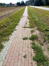 Gm. Suchy Dąb, gm. Pruszcz Gdański: Mieszkańcy dopytują się o remont mostku i zarośnięte ścieżki rowerowe [ZDJĘCIA]