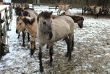 Wystawa i „ostoja" konika polskiego we Floriance. Zimą także warto się tam wybrać