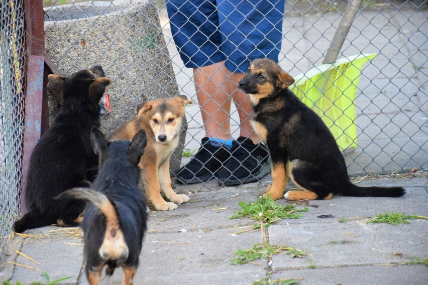 Możesz zapewnić im nowy dom – psy z łęczyckiego schroniska czekają na adopcję