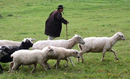 Piotr Kohut z Koniakowa wrócił do hodowli owiec. Obecnie ma stado liczące 60 sztuk.  fot. Wojciech  Trzcionka