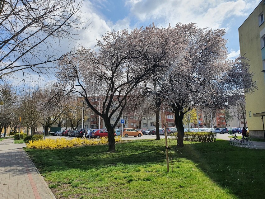 Nowy Tomyśl. Mamy piękną wiosnę! W mieście zakwitły drzewa oraz krzewy!