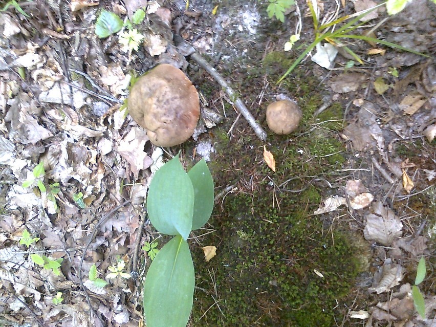 Grzybów coraz więcej w lasach powiatu sztumskiego