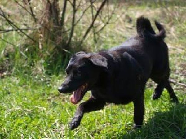 Na adopcję czeka Romanek - mały psiak, który w schronisku mieszka od 19 września 2009 roku, był przywiązany do drzewa w lesie w Maciejowie. 
Do znajomych mu osób przytula się i bez problemu daje się głaskać, chociaż nadal jest nieufny.