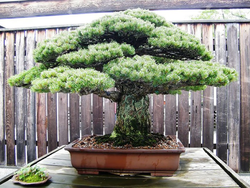 Drzewka bonsai, czyli świat w miniaturze. Niektóre mają...