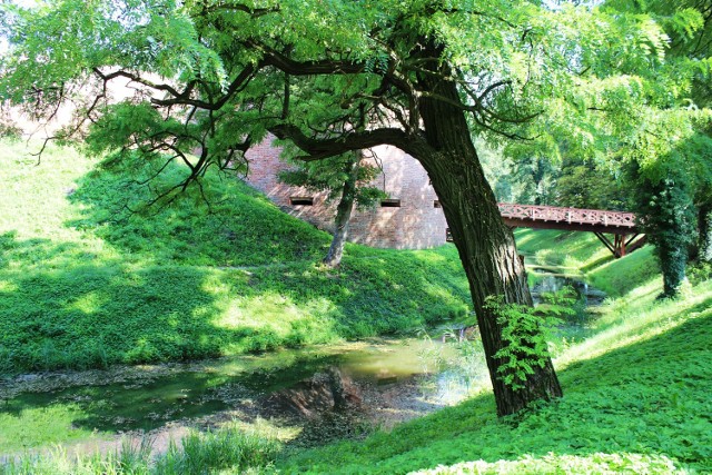 Park zachwyca bujną zielenią.