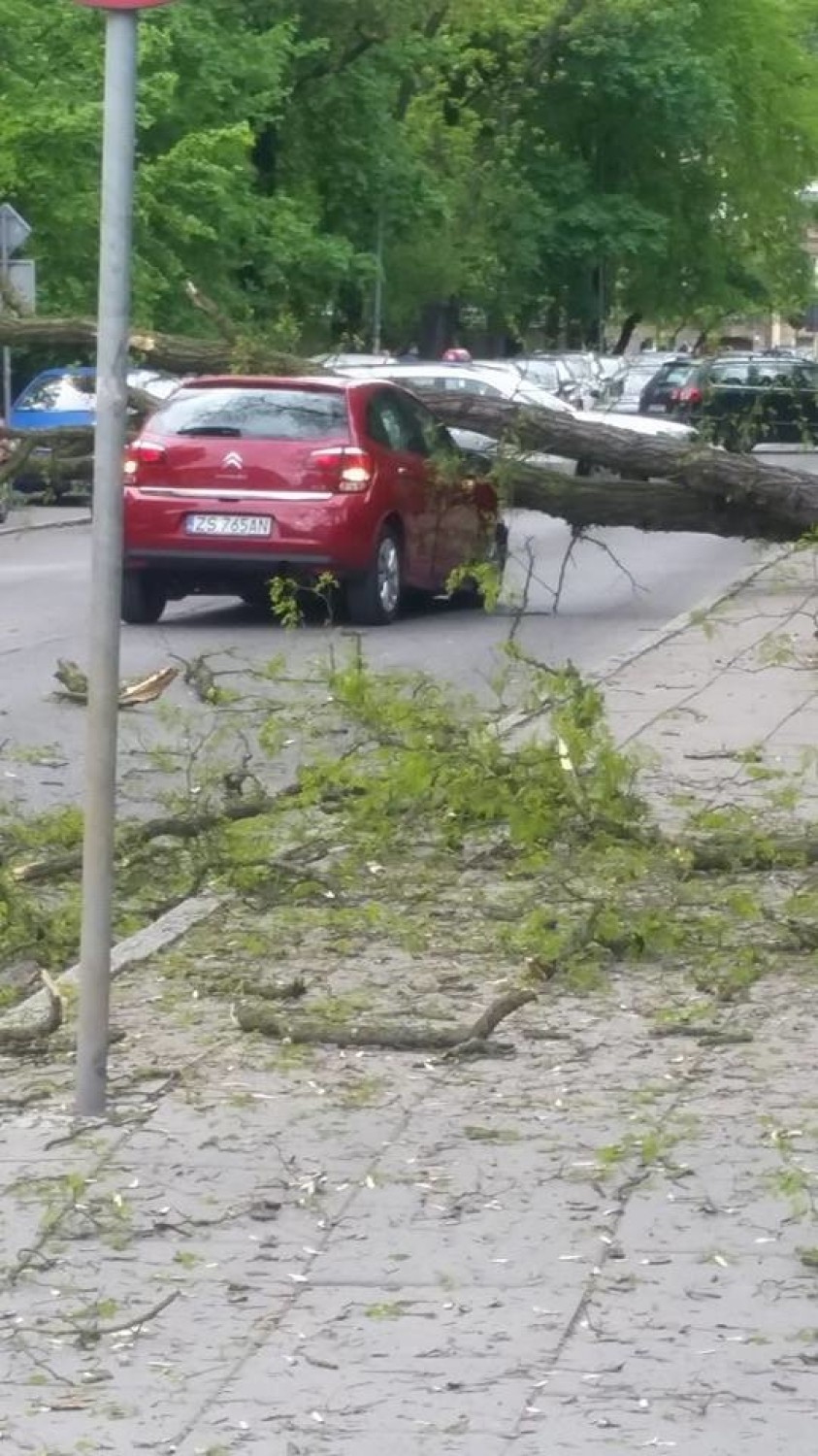Drzewo przygniotło samochód na Pomorzanach