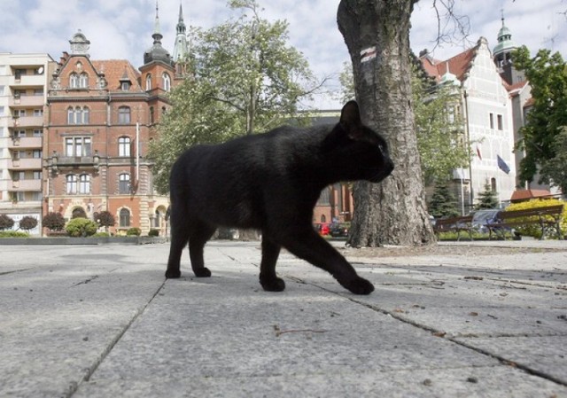 Akcja sterylizacji kotów w Legnicy