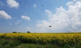 Rolnik, w okolicy Strzelec, opryskami zabił wiele pszczół. Pszczelarze są bezradni wobec tej bezmyślności