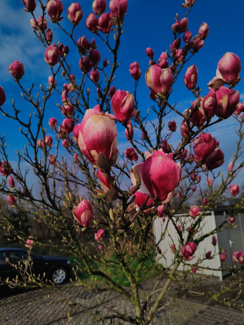 Wiosna na dobre zagościła w Grodzisku Wielkopolskim