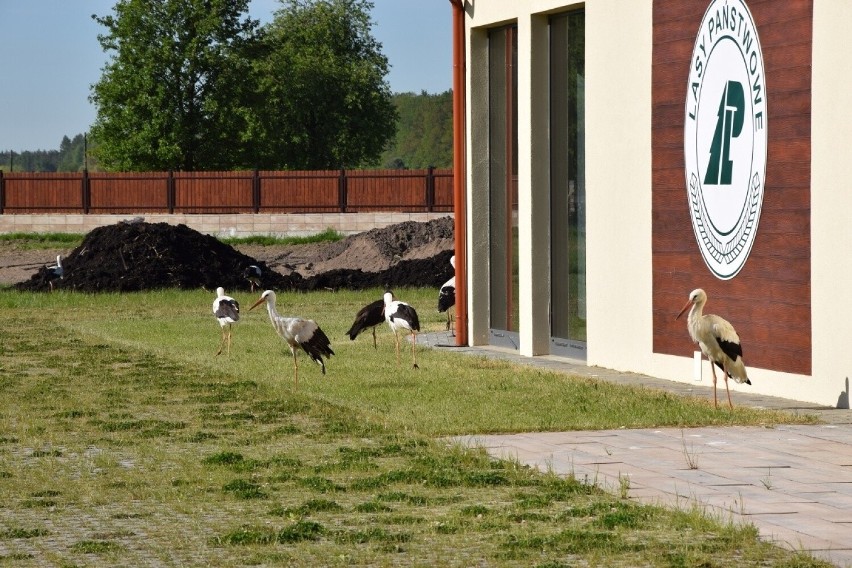 Rzgowski samorząd ufundował nowoczesny sprzęt służący ratowaniu dzikich zwierząt