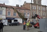 Pierwszy transport drzew, które zostaną posadzone na płycie Rynku dotarł do Skierniewic