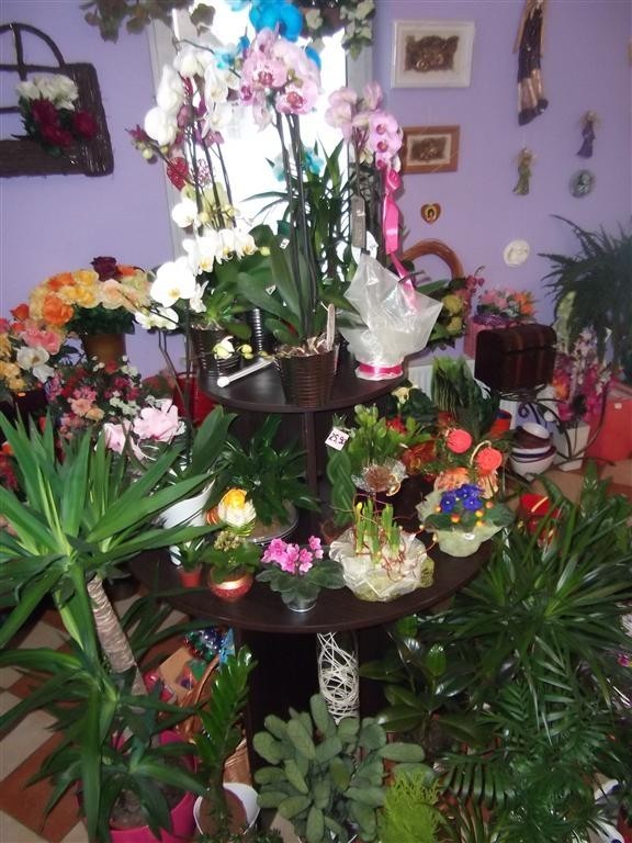 Kwiaciarnia &quot;Orchidea&quot; w Kiełpinie, ul.Arasmusa 2b.
