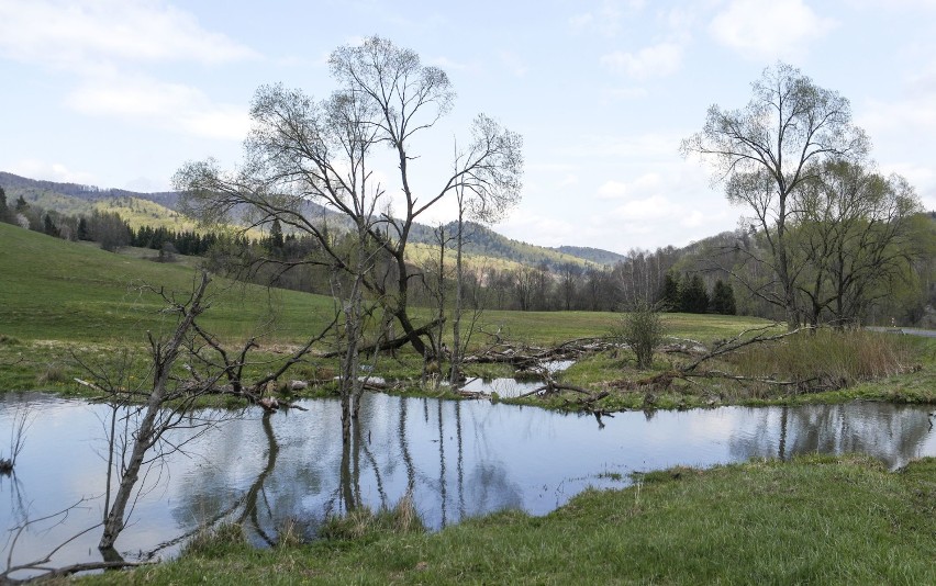 Wiosna zagląda w Bieszczady, ale na połoninach wciąż leży...