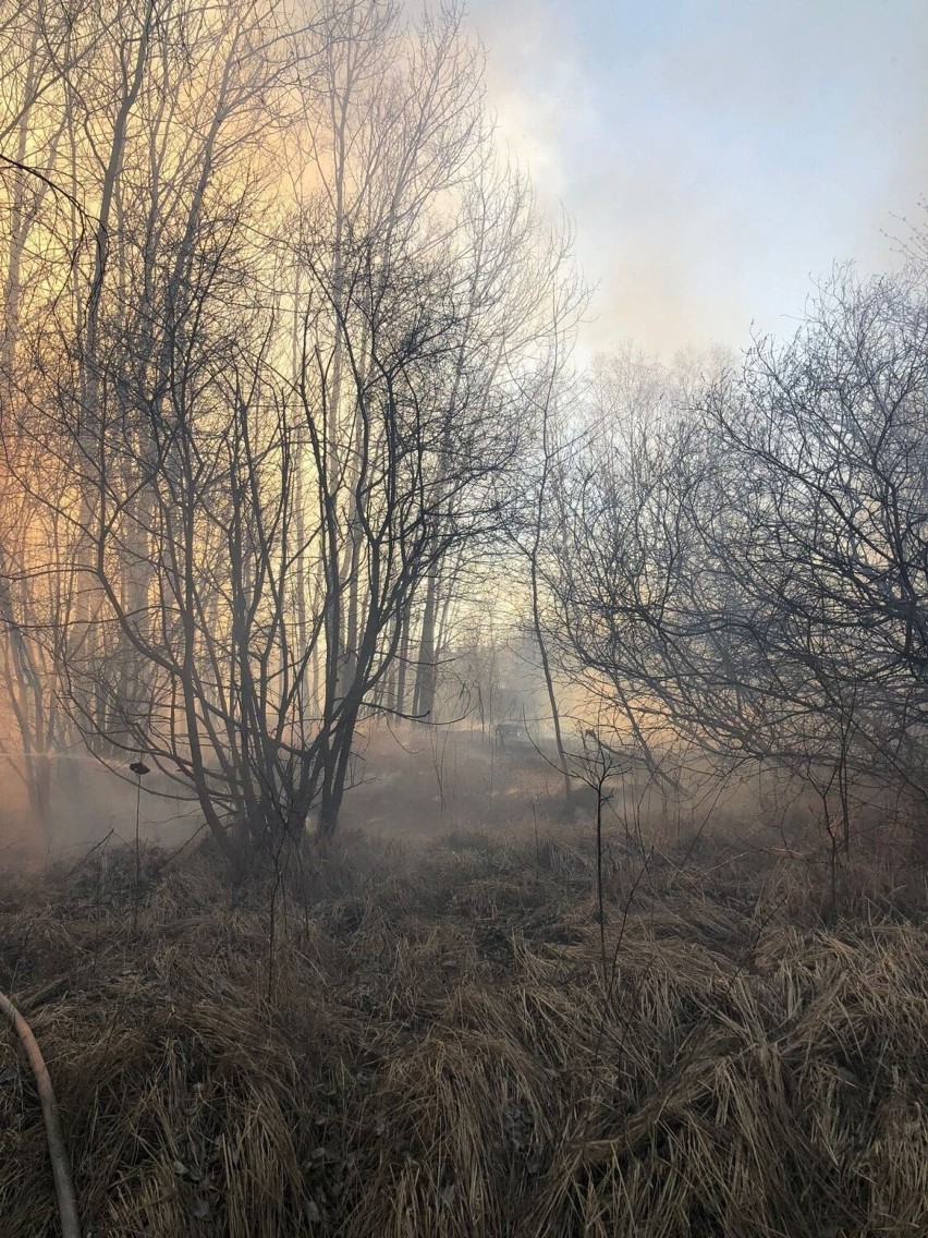 Duży pożar nieużytków w okolicach Krosna Odrzańskiego.