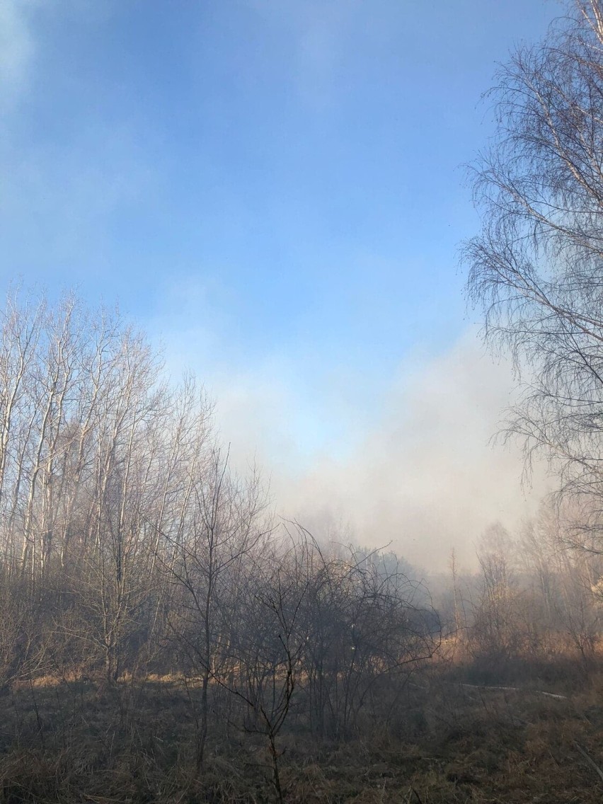 Duży pożar nieużytków w okolicach Krosna Odrzańskiego.