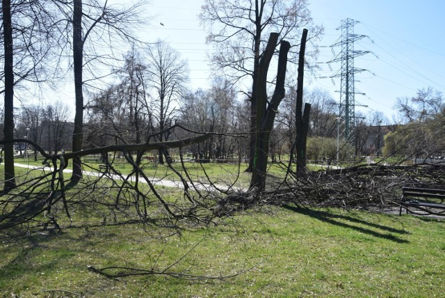 Wycinka drzew w Parku Niedźwiadków w Tychach