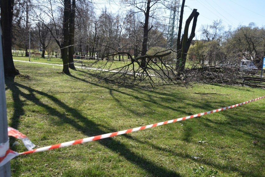 Wycinka drzew w Parku Niedźwiadków w Tychach