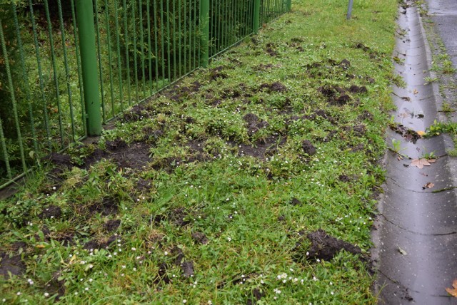 Burmistrz będzie interweniował w tej sprawie.